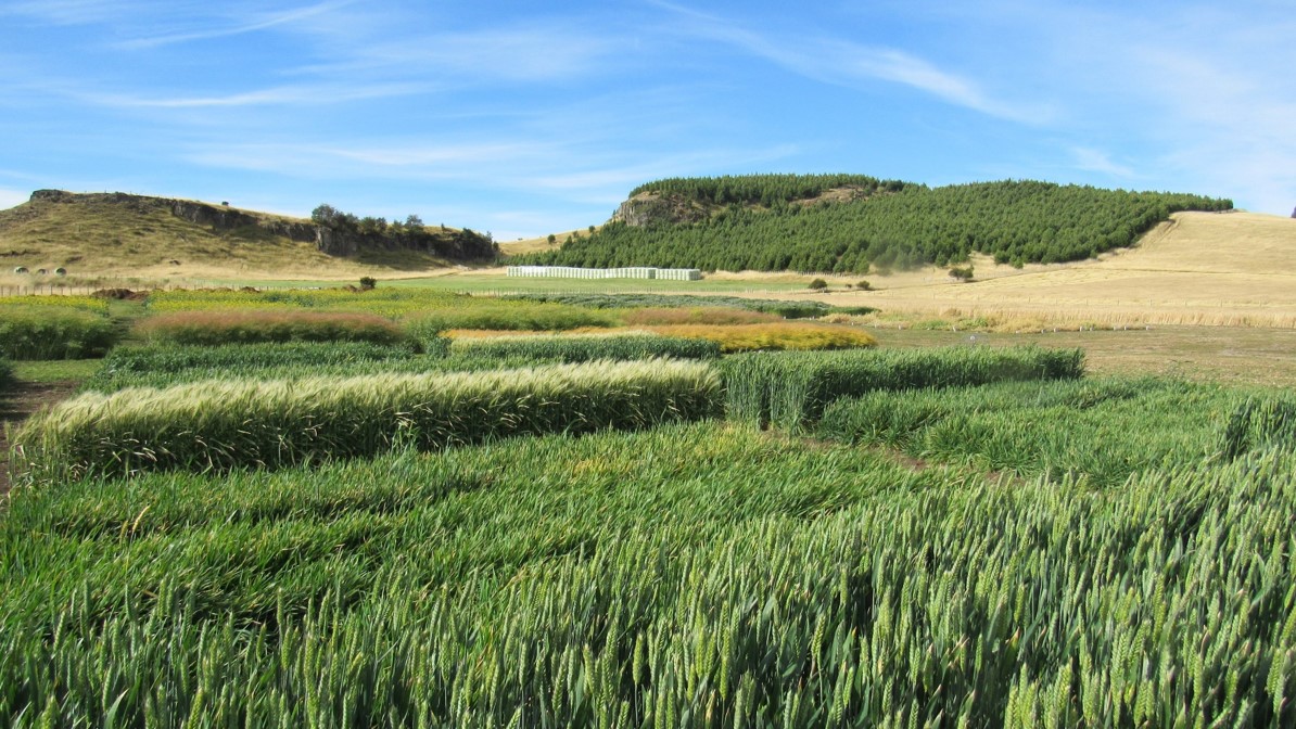 Cultivo de insumos vegetales (foto gentileza de INIA Chile)