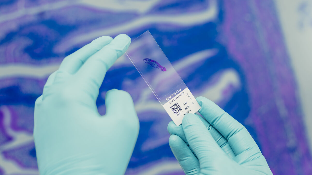 En alta_foto de laboratorio de VeHiCe (créditos VeHiCe)