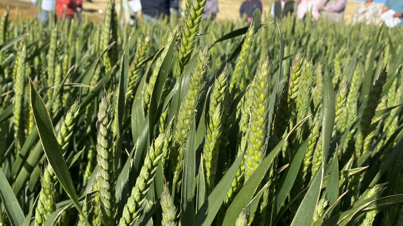 Insumos vegetales para dietas acuícolas (créditos INIA)2