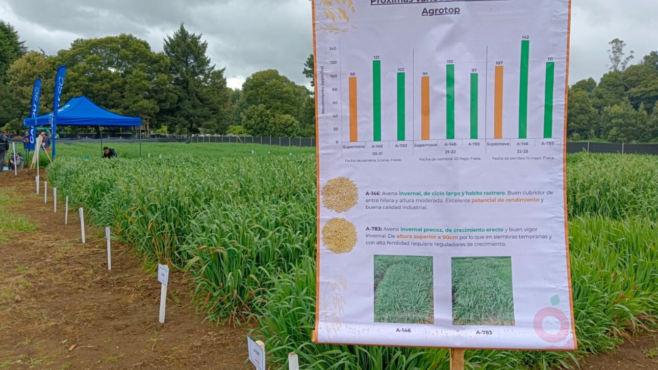 Participación en Campex Day de Agrotop en Freire, La Araucanía (créditos PTEC-INVA)4