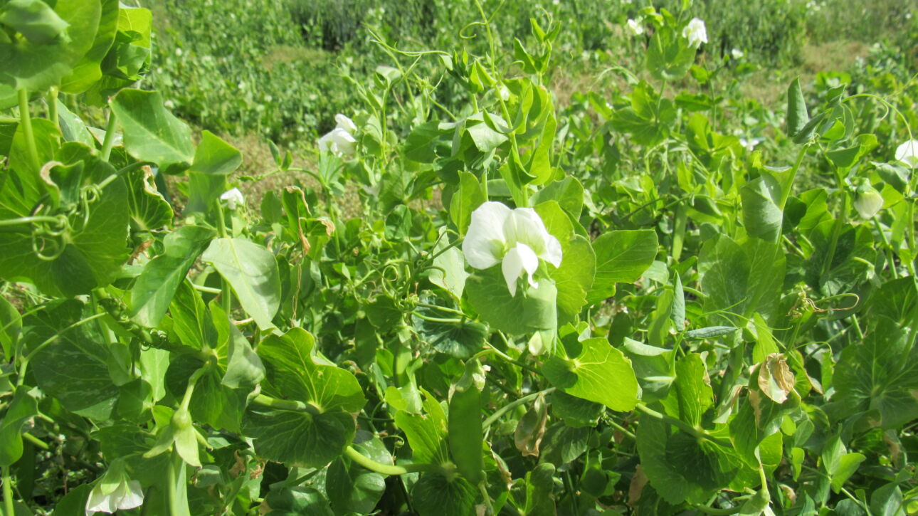 Pisum sativum, arveja en floración (gentileza de INIA Chile)