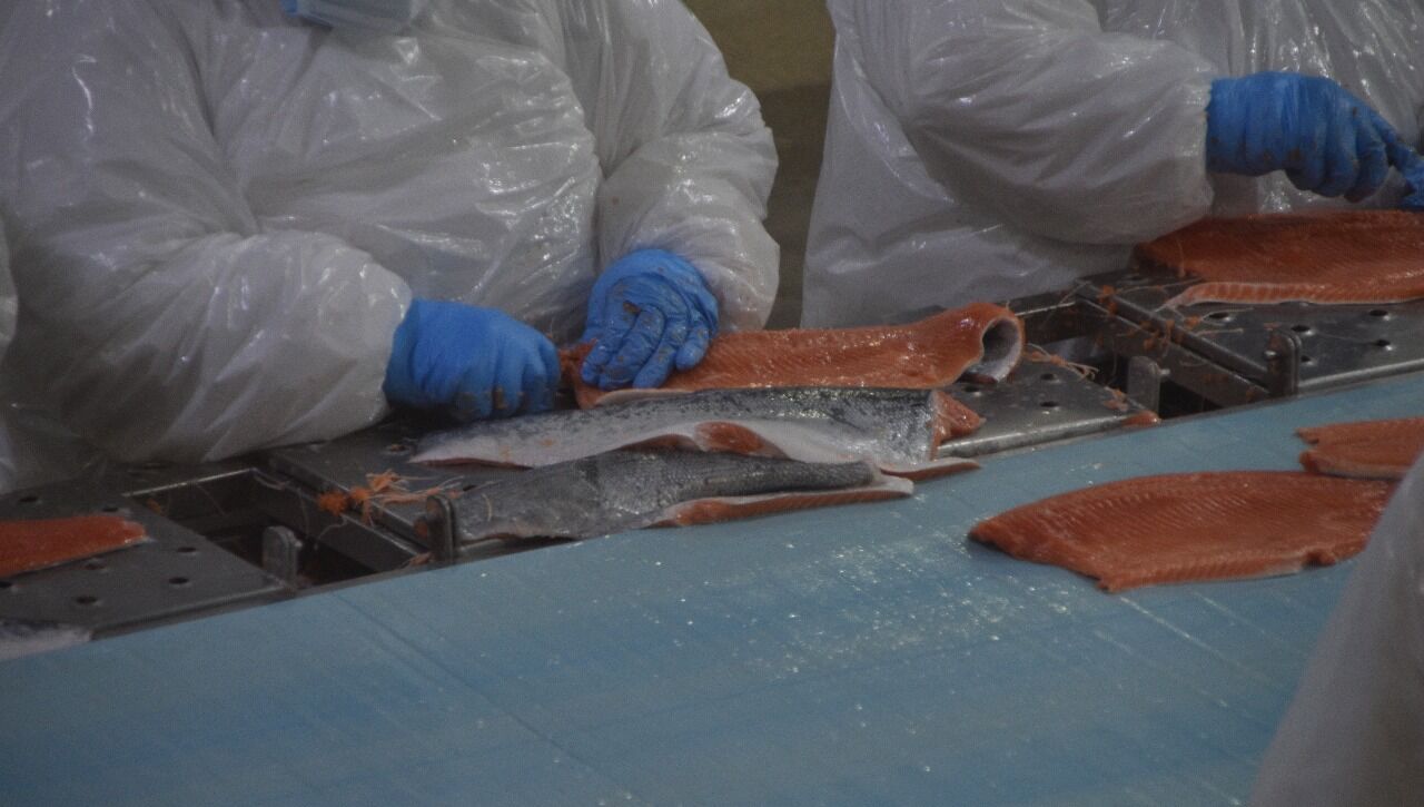 Planta de procesamiento de salmones