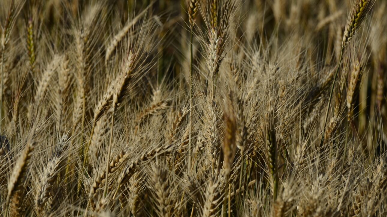 Trigo (créditos PTEC-INVA)
