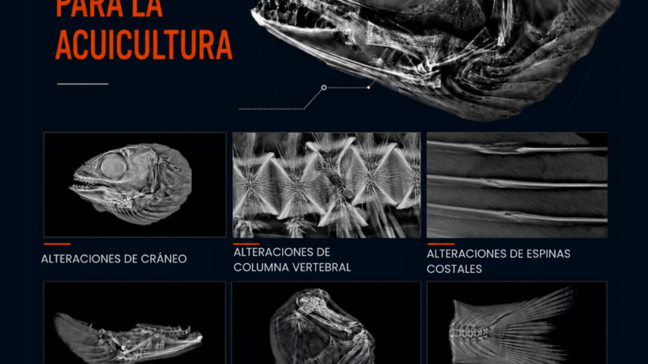 Diagnóstico por imágenes de alteraciones en cráneo, columna vertebral, opérculo y mandíbula en salmón del Atlántico